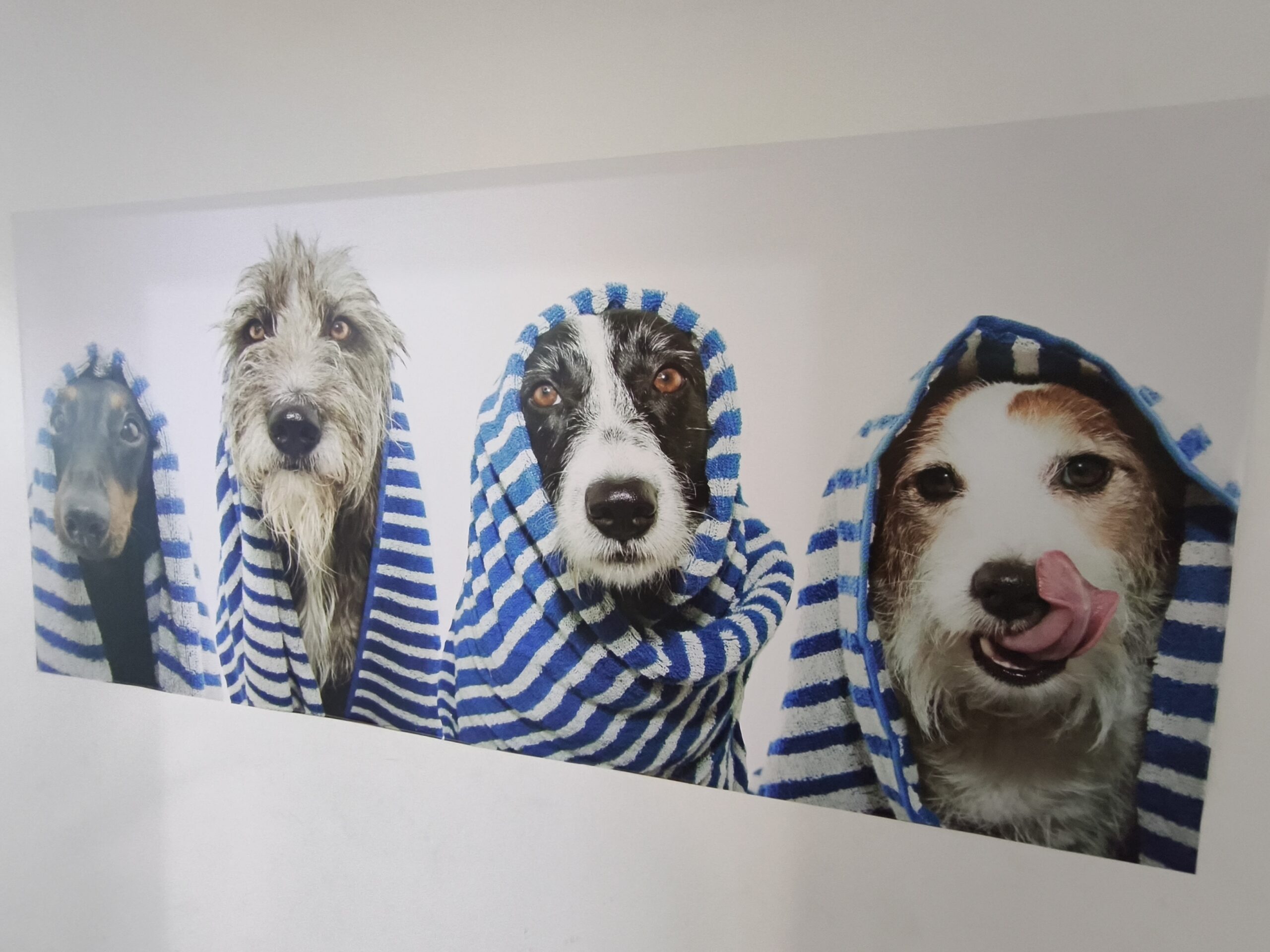 Solpatas – seu Petcare em Atibaia