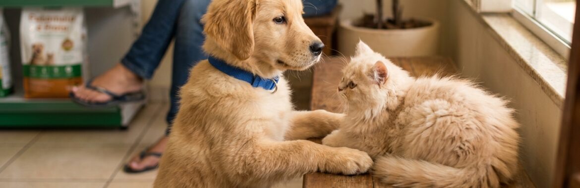 Dicas para evitar problemas comuns em day care para cães